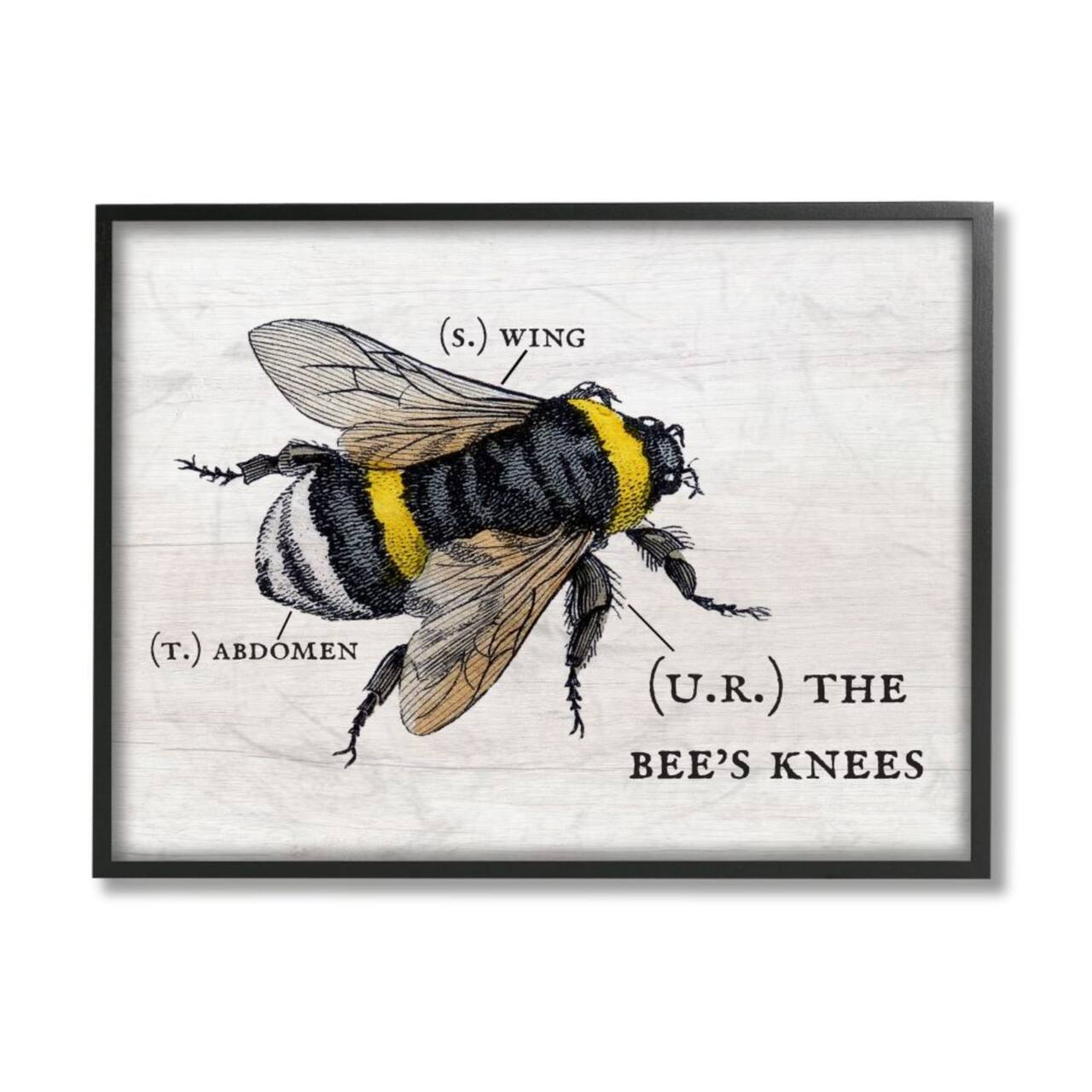 Stupell Industries Anatomy of Honey Bee Pun Black Framed Wall Art